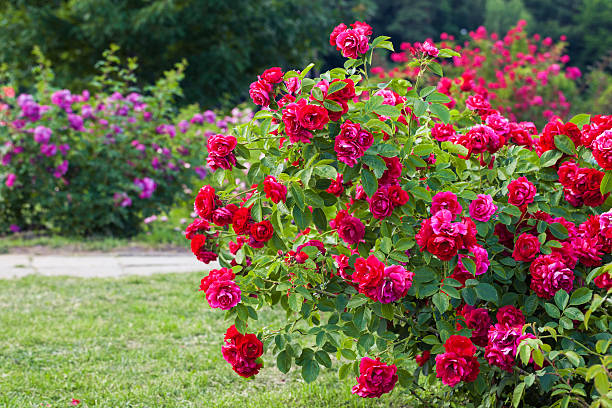 How To Grow & Care For Climbing Roses